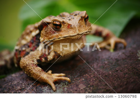 蟾蜍 蟾蜍 13060798