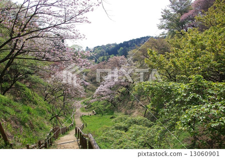 恩佐黃色 恩佐黃色 13060901