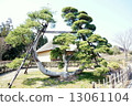 Lakeside park of state-owned Michinoku Dori Pine tree of crane 13061104