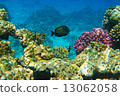 Fish in Red sea 13062058