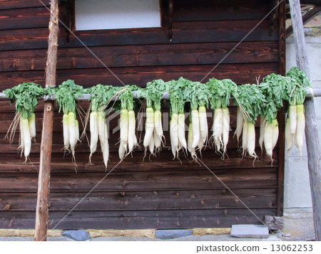 Sunbeet of Japanese radish 13062253