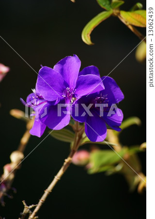 田野牡丹 13062439