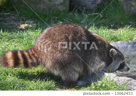 raccoon  13062453
