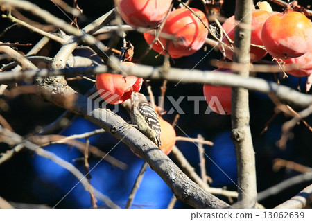 Kogera pokes persimmon nuts 13062639