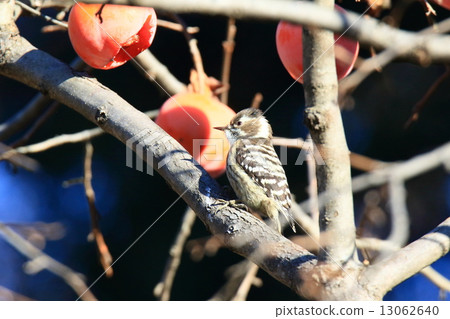 Kogera pokes persimmon nuts 13062640