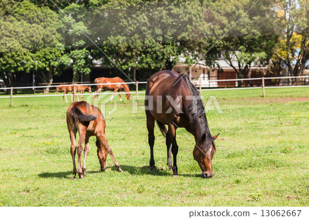 Horse Foal Colt Stud Farm 13062667