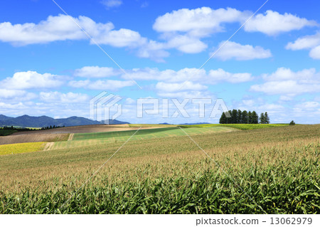 Cloud flowing through corn fields and hills in Biei-cho Hokkaido 13062979