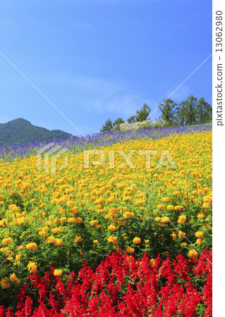 Hokkaido Furano City Furano Winehouse Flower Field 13062980