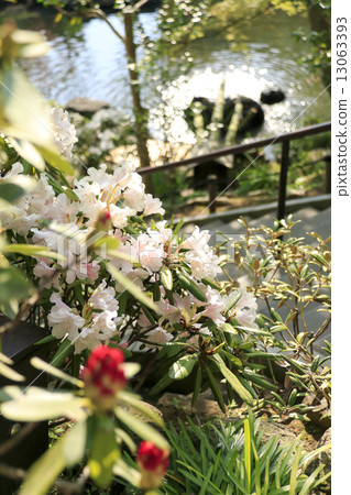 Fresh green of Hasederaji 13063393