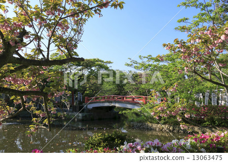 鶴岡八幡宮的新鮮綠色 13063475