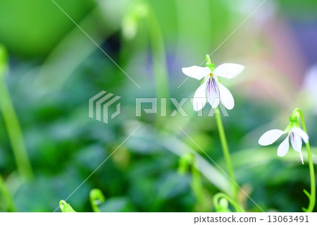 Endangered plants Ishigaki violet endangered IB (EN) Endangered plants Ishigaki violet endangered IB (EN) 13063491