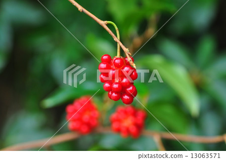 Sawdust bean curd refuse 13063571