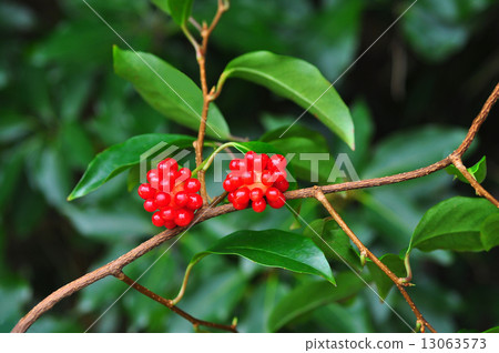 鋸末豆腐渣 鋸末豆腐渣 13063573