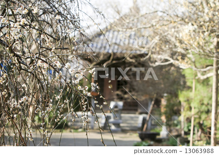 Early spring of Bao Temple 13063988