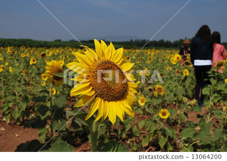 sunflower	 13064200
