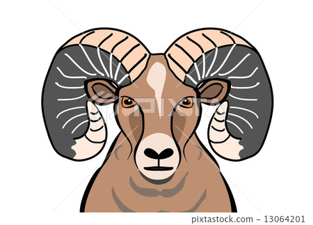 Color of the White-tailed sheep 13064201