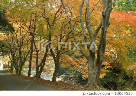 Autumn leaves of Ohouin-5 13064533