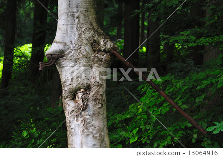 山毛櫸森林3 13064916