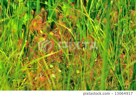 威爾士洋蔥 13064917