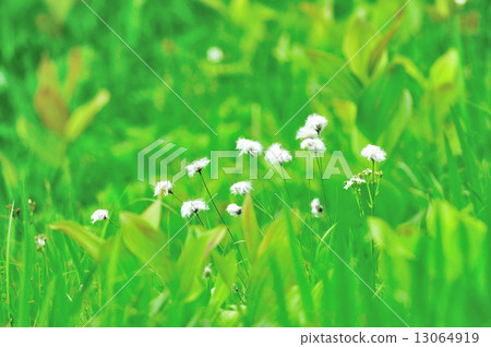 白毛羊鬍子草 13064919