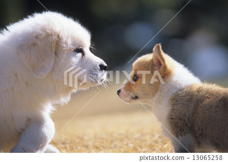 柯基犬和大比利牛斯山脈 13065258