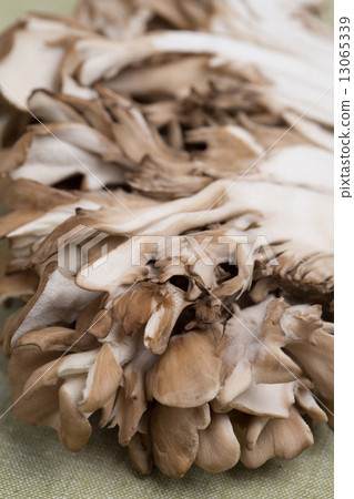 Maitake 13065339