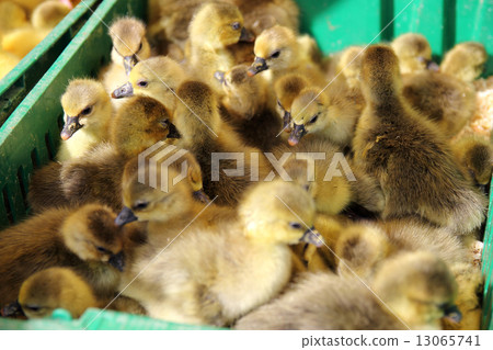 little ducklings 13065741