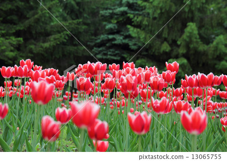 tulips 13065755