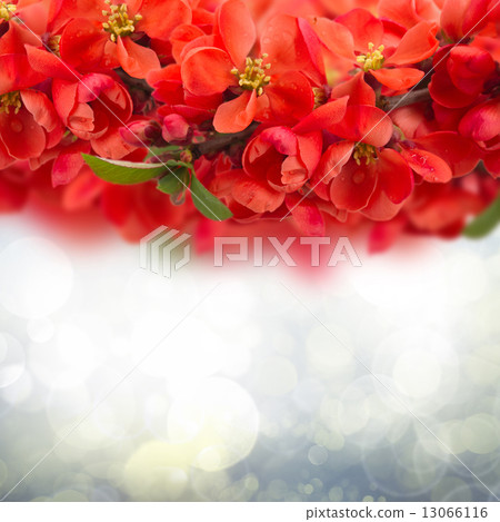 Blossoming Plum Flowers on sky background Blossoming Plum Flowers on sky background 13066116