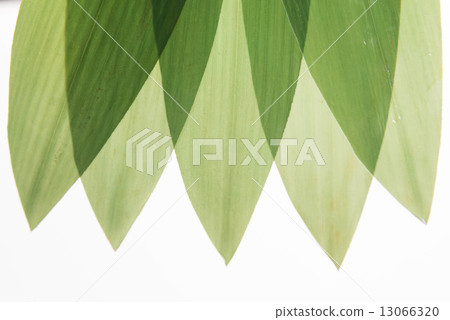 竹草 13066320