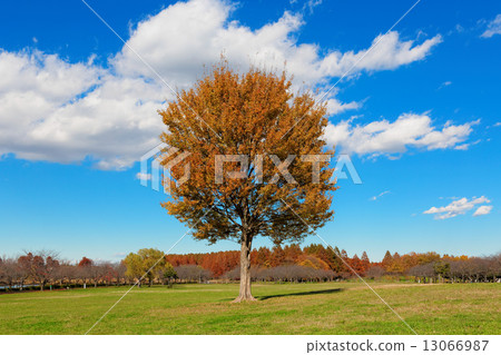 The autumnal leaves and the blue sky of the big Toukaede at Misato Park 13066987