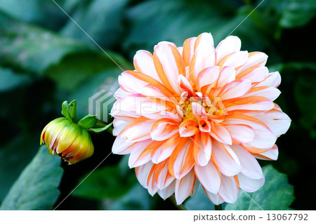 Dahlia (Spring autumn leaves) Dahlia (Spring autumn leaves) 13067792