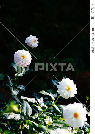 Dahlia (heatball) 13067799