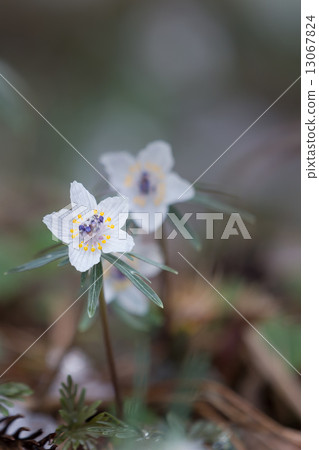 Setsubunsou 13067824