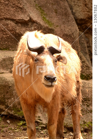 Golden Takin 13067882