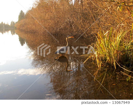 Great blue Heron in Sunset in the sunset Great blue Heron in Sunset in the sunset 13067949