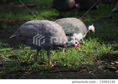 plymouth rock or wyandotte 13068148