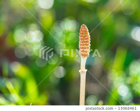 Horsetail 13068461
