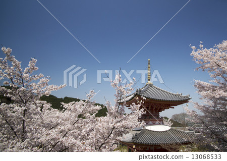 櫻花風景奈良廣場寺 13068533