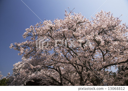 Cherry blossom view Nara Asuka village Cherry blossom view Nara Asuka village 13068812