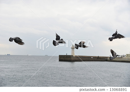 Lighthouse and pigeon 13068891