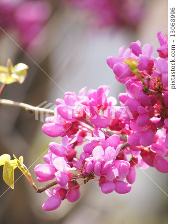 Hanazu Ow (Pink) 13068996