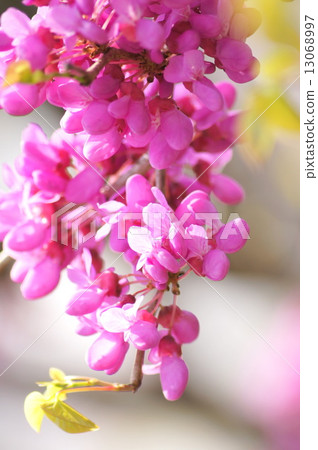 Hanazu Ow (Pink) 13068997