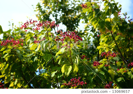 Black fruit of a rabbit 13069657