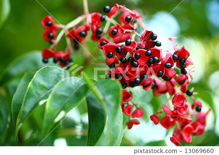 Black fruit of a rabbit 13069660