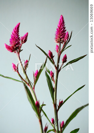 Citrus flowers Celosia 13069669