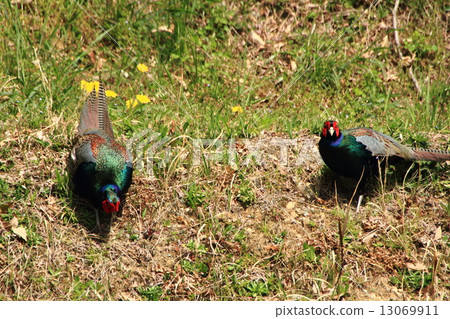 草坪爭奪野雞 13069911