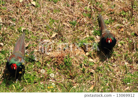 草坪爭奪野雞 13069912