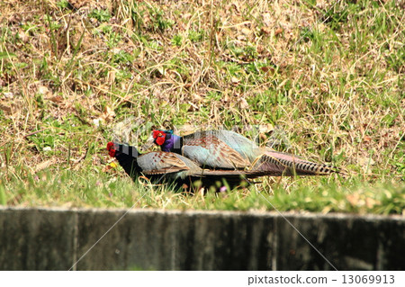 草坪爭奪野雞 13069913