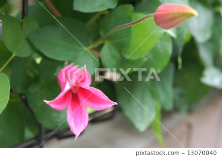 Tulip shaped clematis (Princess Diana) 13070040